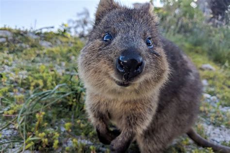 quokka fun facts.